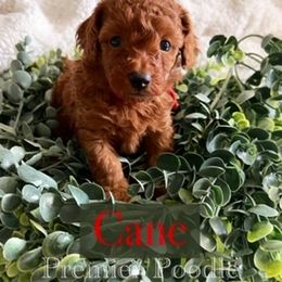 Poodle Puppies from Premier Poodle