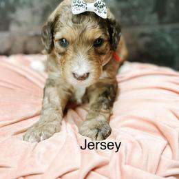 Jersey - Sable female Bernedoodle puppy in Pasco, Washington from Camp Doodle Woods