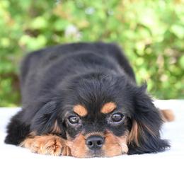 Pork Chop - Black and tan male Cavapoo puppy in Lawton, Oklahoma from Lindsey’s Cavies
