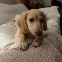 Oliver - Cream male Dachshund puppy in Camarillo, California from Golden Ray Dachshunds