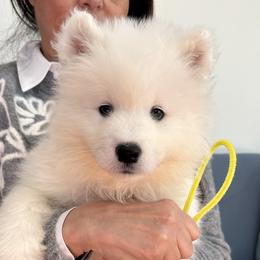 Banana Boy (Yellow Boy) - White male Samoyed puppy in White Bear Lake, Minnesota from Nakawe (nah-COW-weh) Samoyeds
