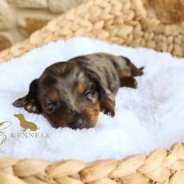 Dachshunds from Circle E Dachshunds
