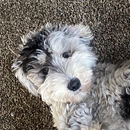 Coco - Bernedoodle