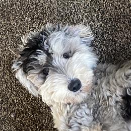 Coco - Bernedoodle