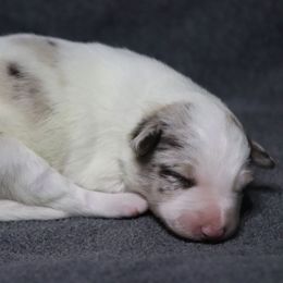 Sprite - Red merle female Border Collie puppy in Richmond, Maine from Lil Maine Border Collies