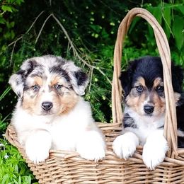 Australian Shepherds from Diamond Hill Australian Shepherds