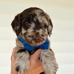 Franklin - Merle male Goldendoodle puppy in Nashville, Tennessee from Hilton Doodles