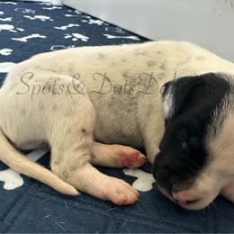 Black Face Patch - White and black male Dalmatian puppy in Jacksonville, North Carolina from Spots and Dots Dalmatians
