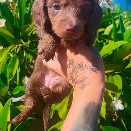 Cleo - Fawn (Isabella) female Dachshund puppy in Riverside, California from Ashley’s canine collective