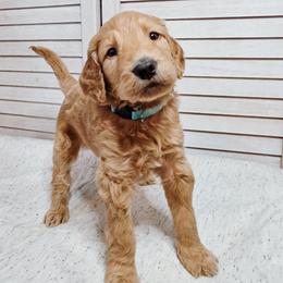 Pacific - Cream male Goldendoodle puppy in Everett, Washington from Big Top Doodles
