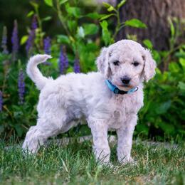 Rocky - White male Poodle puppy in Pleasant Grove, Utah from Out of This World Poodles