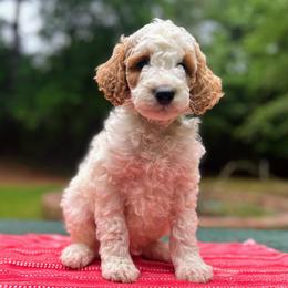 Aragorn - Parti male Goldendoodle puppy in Pittsburg, Texas from Grace Springs Goldendoodles