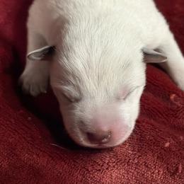 KM1 - Blue speckled male Australian Cattle Dog puppy in Libby, Montana from RnB Cattle Dogs LLC