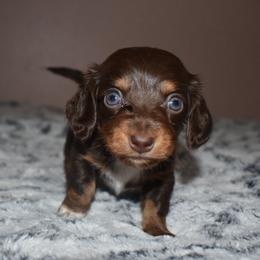 Dachshund Puppies from Sparkles & Spurs Mini Dachshunds