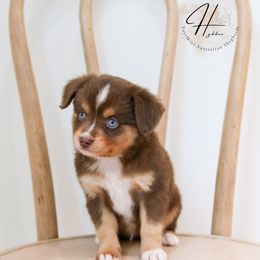 Miniature American Shepherd, Miniature Australian Shepherd, and Toy Australian Shepherd Puppies from Hydden Aussies