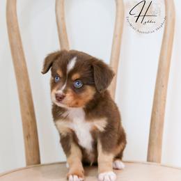 Miniature American Shepherd, Miniature Australian Shepherd, and Toy Australian Shepherd Puppies from Hydden Aussies