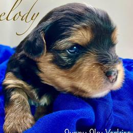 Melody - Black and tan female Yorkshire Terrier puppy in Galesburg, Illinois from Sunny Sky Yorkies