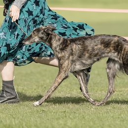 Ponzu - Silken Windhound