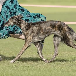 Ponzu - Silken Windhound