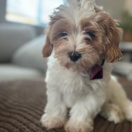 Peanut - Gold and white male Cavatzu puppy in Merced, California from Charming Woofs
