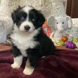 Jada Blue Eyes - Black tri female Miniature Australian Shepherd puppy in Westwego, Louisiana from Connie's American Eskimo Dogs and Mini Australian Shepherd Dogs