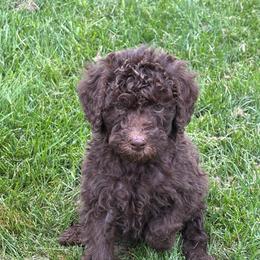 Brown Boy - Brown male Poodle puppy in Colorado Springs, Colorado from Pikes Peak Doodles