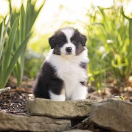 Black Tri Male - Black tri-color male Australian Shepherd puppy in Elkton, Tennessee from Riverlook Australian Shepherds