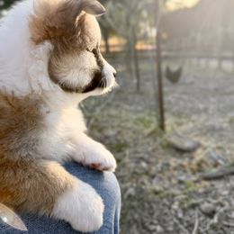 Icelandic Sheepdog Puppies from Hjarta Icelandics
