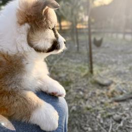 Icelandic Sheepdog Puppies from Hjarta Icelandics
