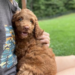 Cavapoo and Poodle Puppies from Red Paw Farm