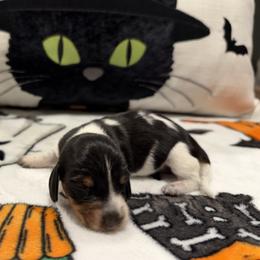 Abigail - Piebald female Dachshund puppy in Powell, Tennessee from Tall & Tiny TN k9s