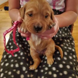 Pink - Dark golden female Golden Retriever puppy in Lanesboro, Minnesota from Eagle Ridge Golden Retrievers