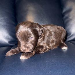 Jessie - Liver female Miniature Schnauzer puppy in Salisbury, North Carolina from Truffle Tail Schnauzers