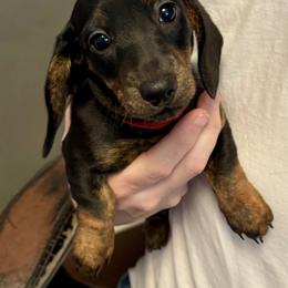 Lisa - Black and tan female Dachshund puppy in Franklin, Tennessee from Wendy's Weenies