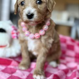 Rosie - Cream female Aussiedoodle puppy in Arizona from Coats of Many Colors LLC