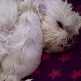 Maltese Puppies from The Royal Furbabies