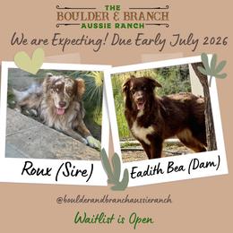 Australian Shepherd puppies from Boulder & Branch Aussie Ranch