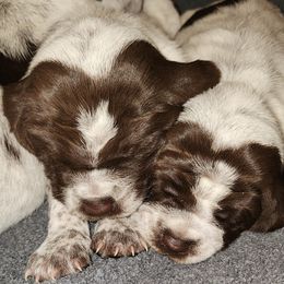 Wirehaired Pointing Griffon Puppies from Idaho Wirehaired Pointing Griffons