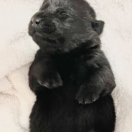 Ava - Black female Labrador Retriever puppy in Buckeye, Arizona from Foothills Labrador Retrievers