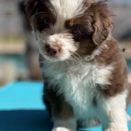 Miniature American Shepherd Puppies from Outlaw Minis