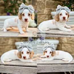 Dachshund, Goldendoodle, and Sheepadoodle Puppies from Doodles & Doxies