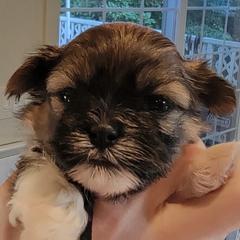 Rowlf - Brown and white male Shichon puppy in Kent, Washington from Mad Hatter Farm