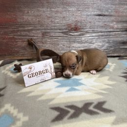 George Strait - Red white and sable male Rat Terrier puppy in Cushing, Oklahoma from Northwoods Rat Terriers