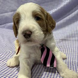 Neptune - Parti male Goldendoodle puppy in Camden, North Carolina from Oopsie Doodles of NC