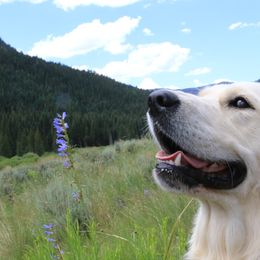 Golden Retriever All Grown Up from Peyton Goldens