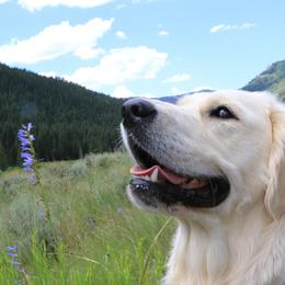 Golden Retriever All Grown Up from Peyton Goldens