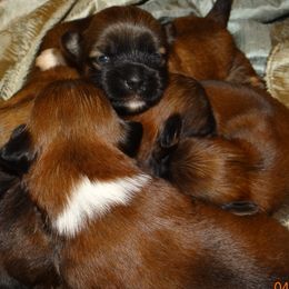 AKC Feodor - Lhasa Apso puppy from GyanGanj Lhasa Apso