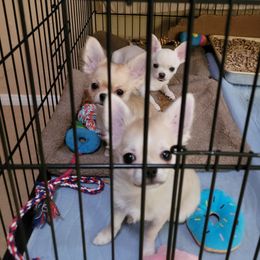 Chihuahua puppies from V' Encore