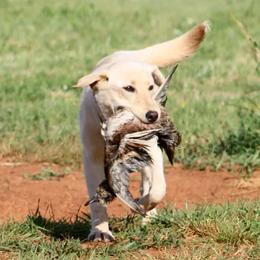 Labrador Retrievers from Huntmaster Labs