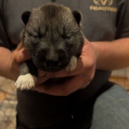 Lieutenant - Agouti and white male Siberian Husky puppy in Wisconsin from Liberty Siberians